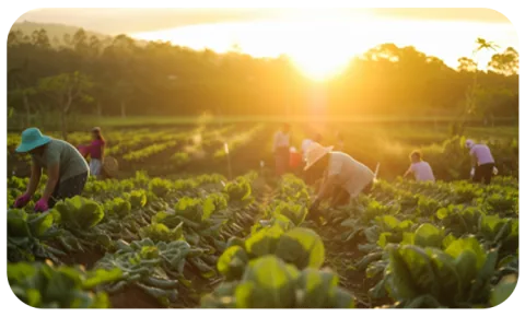 Innovación en mezclas de agroquímicos de Agroterrum